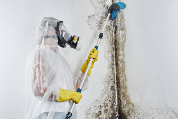 Home Mold Removal in Heathrow, FL