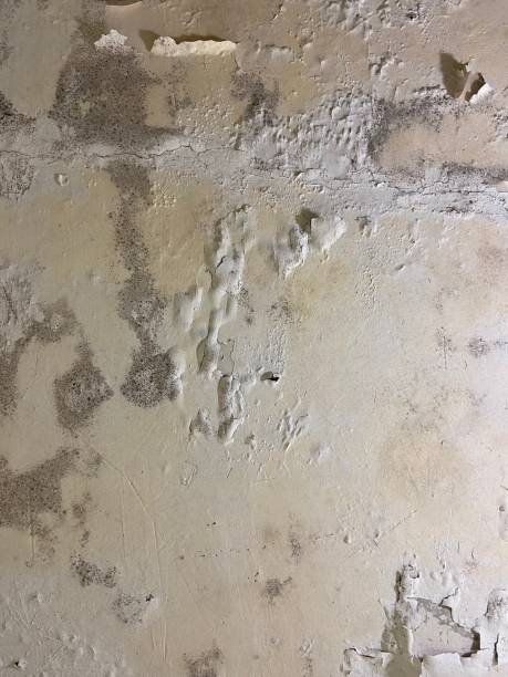 Best Office Mold Removal Services  in Heathrow, FL
